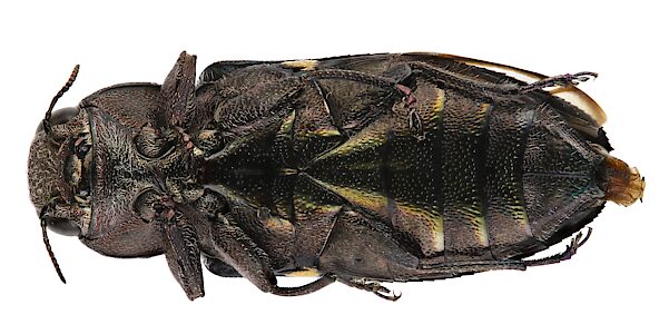 Chrysobothris perroni, PL6080, female, trapped specimen, EP, 13.2 × 5.1 mm